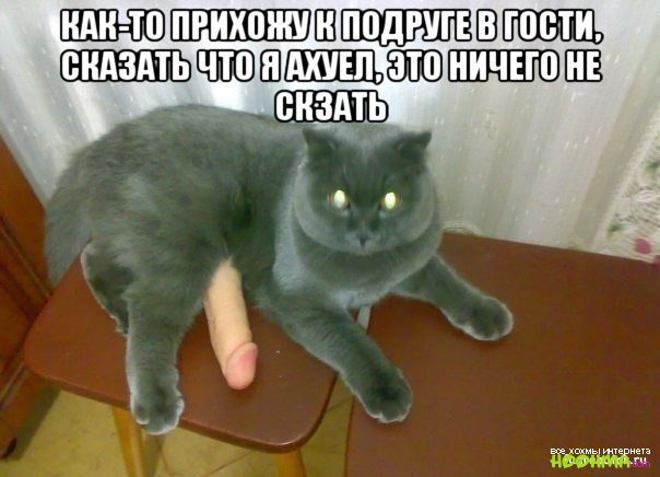 Фото Прикольных Котов И Кошек