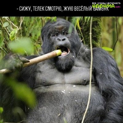 История про гориллу