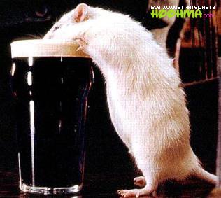 Животные и алкоголь