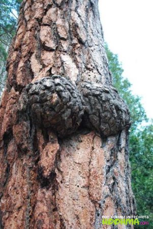 Очень смешные и сексуальные деревья
