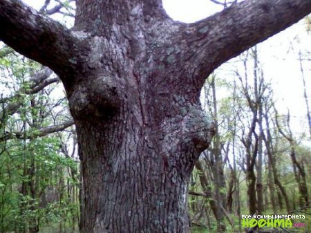 Очень смешные и сексуальные деревья