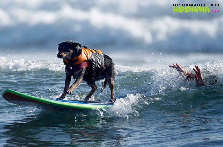 Серфинг по собачьи