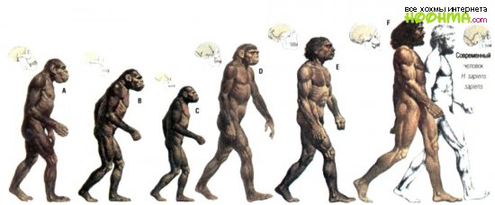 Эволюция - мужчины и женщины