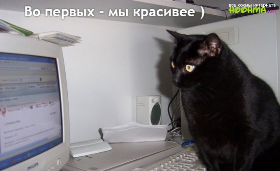 Кошки или компьютер?