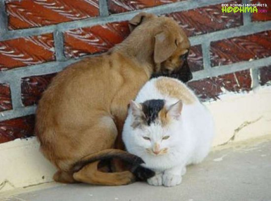 Любовь кошек и собак