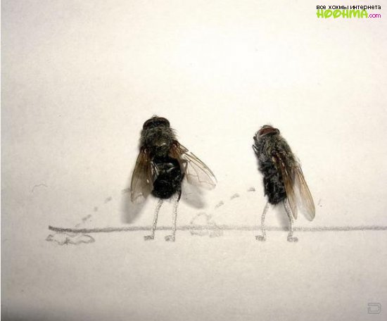 Креативные рисунки с мухами