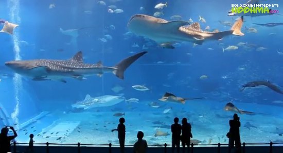 Огромный  аквариум