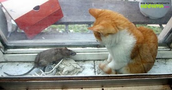 Крыса против кота