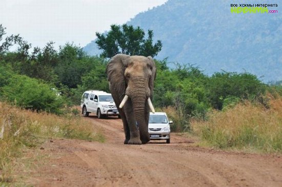 Машина и слон