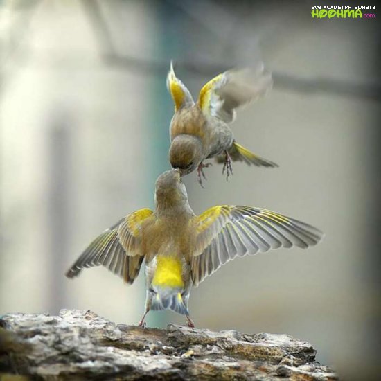 красивые птицы фото