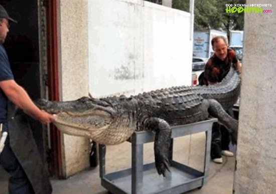 Большой крокодил 