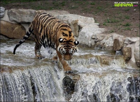 Тигр экстримал