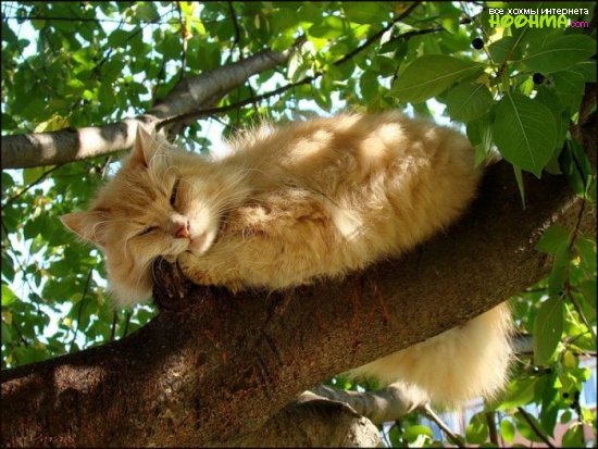 Коты среди деревьев