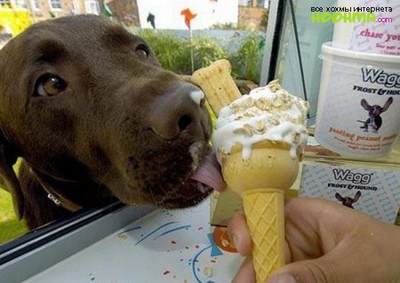 Все любят мороженое