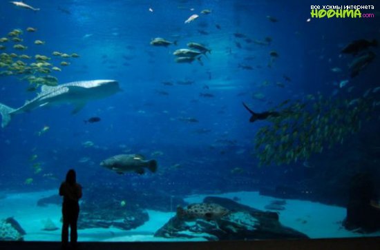Самый большой аквариум