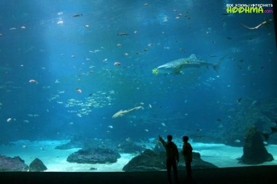 Самый большой аквариум