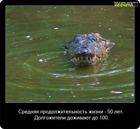Факты про крокодилов