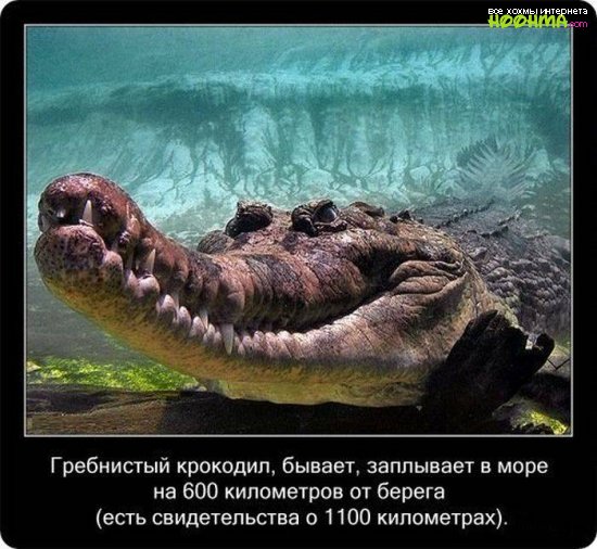 Факты про крокодилов