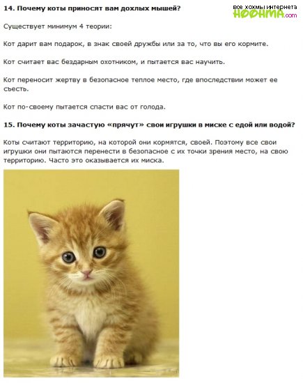 Интересные факты о котах