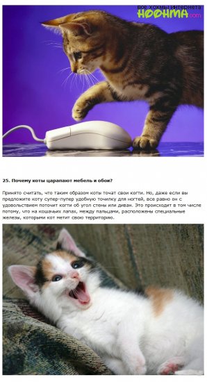 Интересные факты о котах