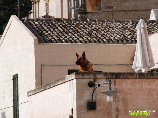 Собаки на крышах