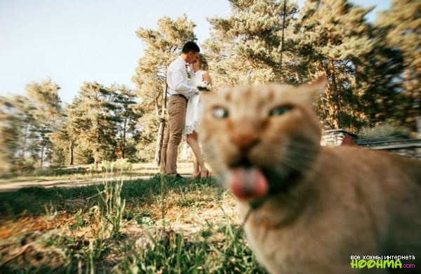 Коты мастера бомбовских фотографий