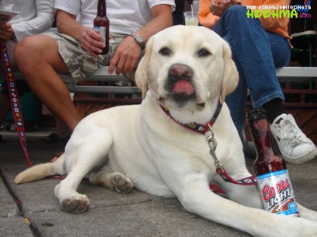 Собаки тоже любят пиво)